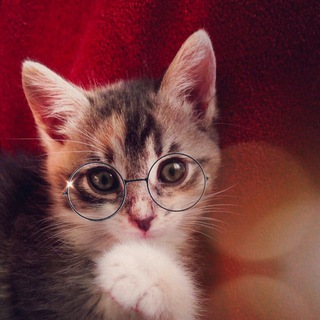 Мистеры котики