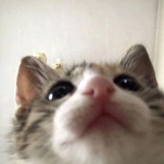 Котики для настроения