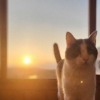 Мемы про котов