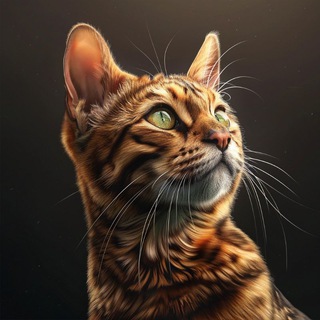 Кошки наши лохматые и пушистые .