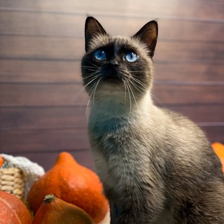 Дом для кошек «Kiss Me”