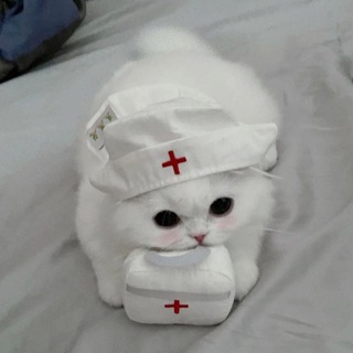 жесть котята блин