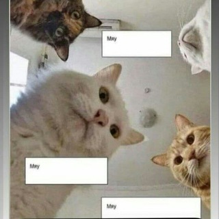 Коты и Наташа (иногда) 🐱🐱🐱👩‍🦰