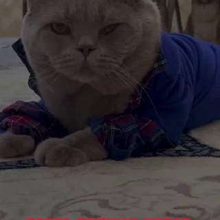 𝐂𝐀𝐓 𝐁𝐑𝐀𝐍𝐃 ♕︎