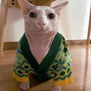 кошки котики котята