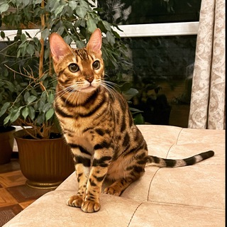 Кошка Шакира