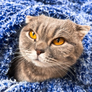 Жизнь с кошкой