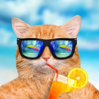 💜 ПУШИСТЫЕ ИСТОРИИ / животные и юмор 💜