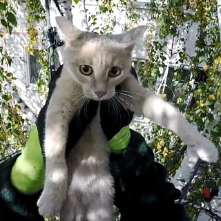 Служба спасения котиков (Иркутск)