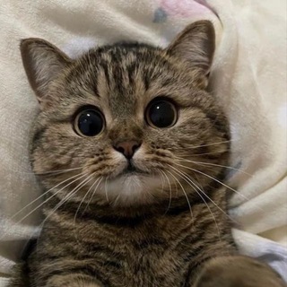 Пушистый переполох