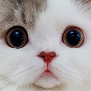 Мястикс - Котостикеры