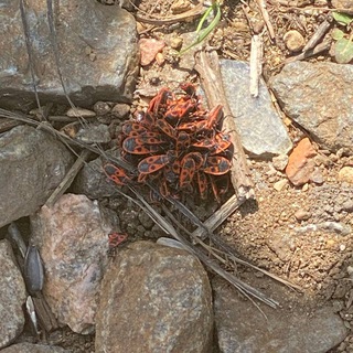 ⚠️🪲клоповник! 🪲⚠️