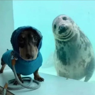 Канал Чипсоеда