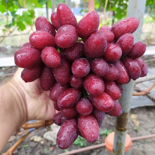 Виноград Шашаева