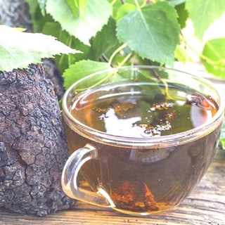 ЧАГА БЕРЁЗОВАЯ