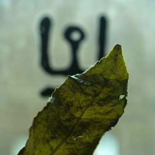 • ЧАЙНАЯ ШАМАНИКА •