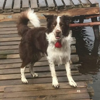 Группа чапки