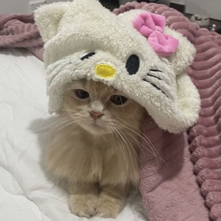 пруфы чарми