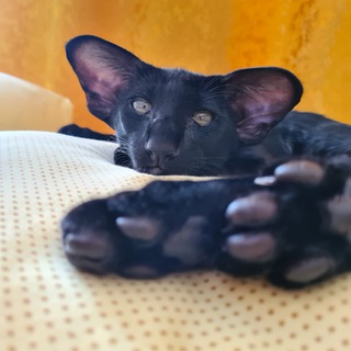 Chary Vostoka - ориенталы и сиамы