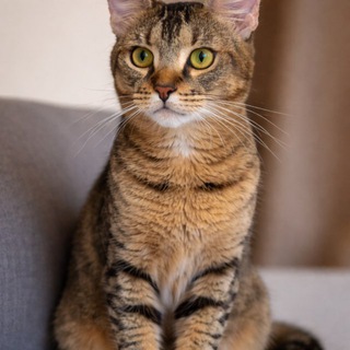 Чаузи котята • Chibiusa