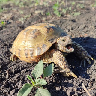 Че-че (черепахи в домашних условиях)