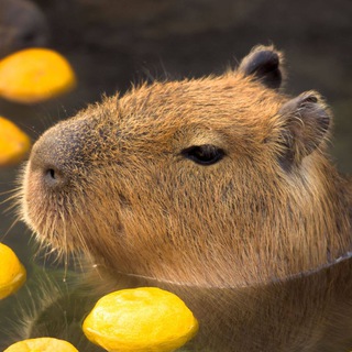 КРИПТО ЧЕКИ ОТ КАПИБАРЫ