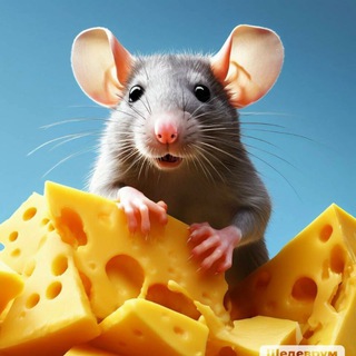 Cheese_Bets | Ставки на спорт