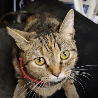 грикевич2006