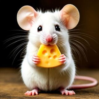 Бесплатный Сыр | Кешбэк за отзыв | WB OZON | Бесплатные товары | Товары за отзыв | Халява