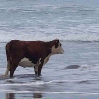 добрые картиночки