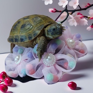 Черепашки Лайф