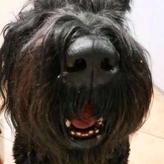 РЧТ. Помощь и пристройство