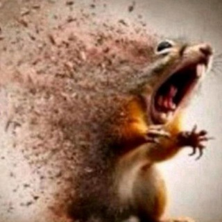 Орєшкі біг боб