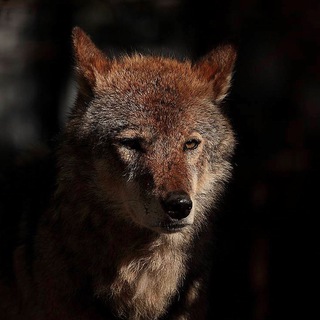 Чертог Волка