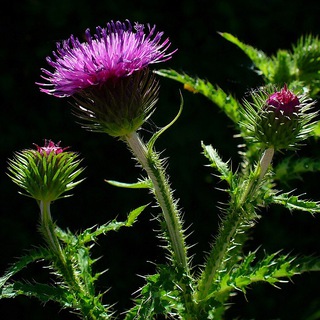 Чертополох