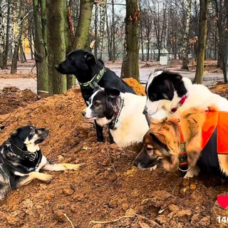 "Четвероногая команда"🐶🐾