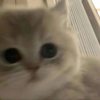 чаво ты носик повесил котенок