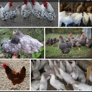 Куры молодки чита