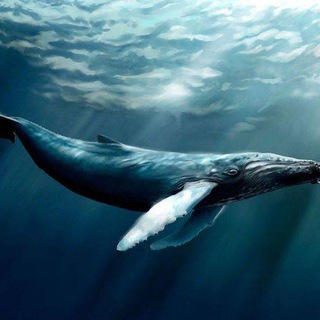 Free Fire Аккаунт от Синего Кита 🐳