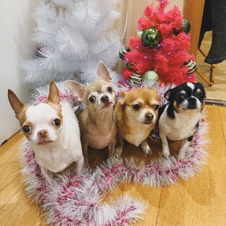 Квартет чихуахуа 🧡🤍🖤🩶