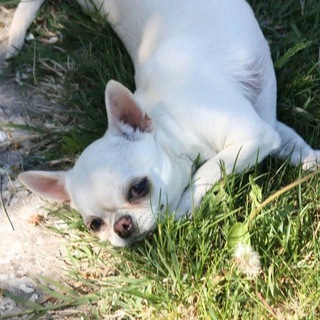 Питомник чихуахуа Крассел Крым, Симферополь