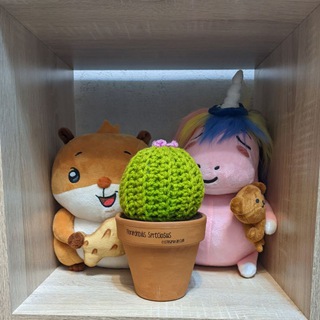 Кактусы Ёжика