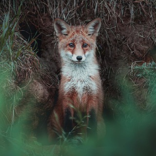 📸 C H I L L S I D E 🌿