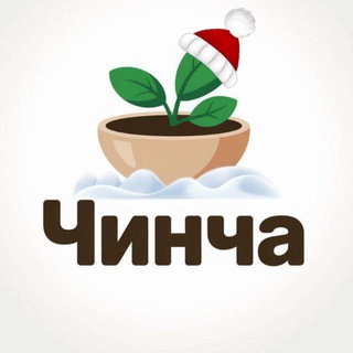 Чинча | Чайная лавка | Чай | Москва