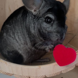 Шиншиlove⛰️