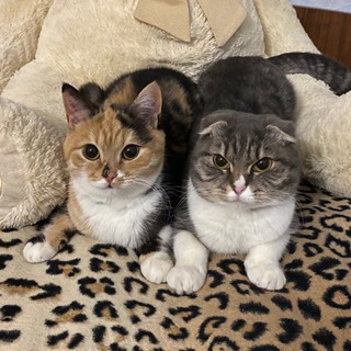 Хлоя и Фрейя