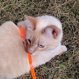 шокофатка помер❤️