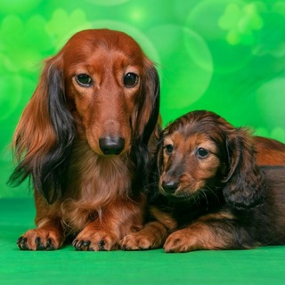 Щенки Таксы объявления