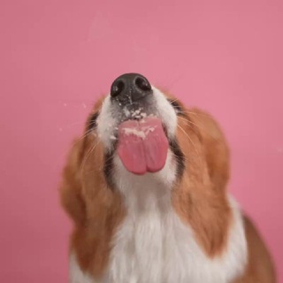 Что в миске?