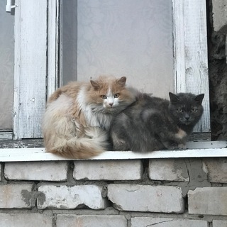 Котики Чувашии